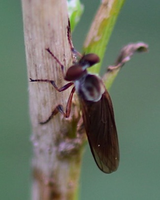 Gnat Ogres (very small)
Holcocephala spp. Gnat Ogres (very small)
Holcocephala spp.