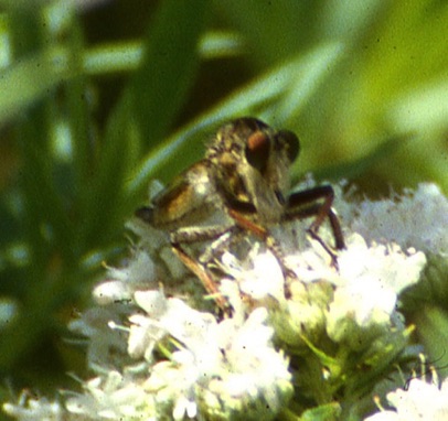 Bearded Robber Fly
Efferia albibarbis Bearded Robber Fly
Efferia albibarbis