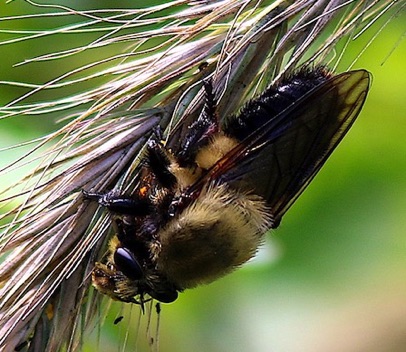 Robber Fly (bee mimic)
Laphria thoracica Robber Fly (bee mimic)
Laphria thoracica