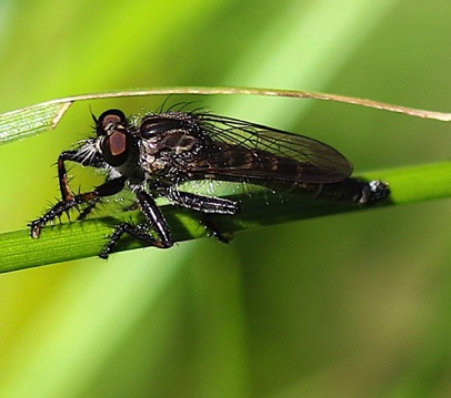 Robber Fly
Machimus notatus Robber Fly
Machimus notatus