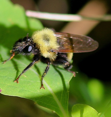Robber Fly
Laphria macquarti Robber Fly
Laphria macquarti