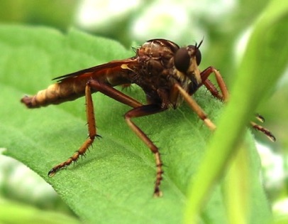 Hanging-thieves Robber Fly
Diogmites neotematus Hanging-thieves Robber Fly
Diogmites neotematus