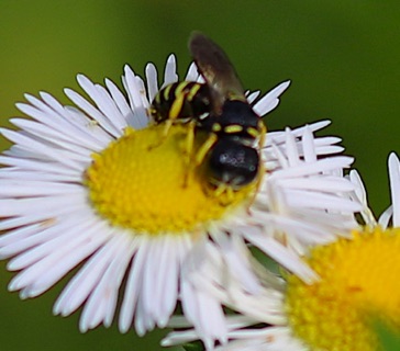 Square-headed Wasp
Ectemnius rufifemur Square-headed Wasp
Ectemnius rufifemur