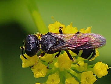 Square-head Wasp
Ectemnoius maculosius Square-head Wasp
Ectemnoius maculosius