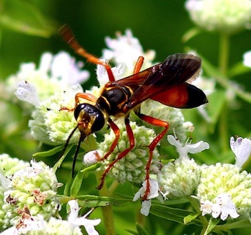 Great Golden Digger
Sphex ichneumoneus Great Golden Digger
Sphex ichneumoneus