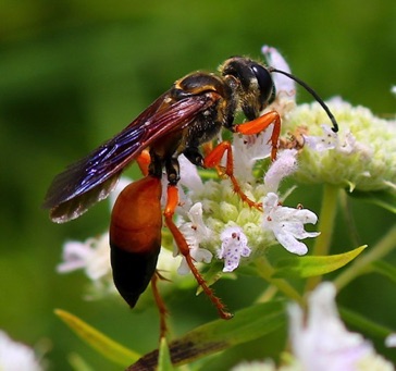 Great Golden Digger
Sphex ichneumoneus Great Golden Digger
Sphex ichneumoneus