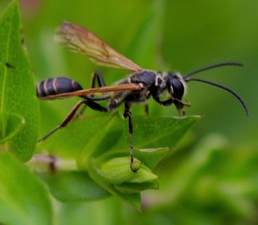 Physoconops Wasp? Physoconops Wasp?