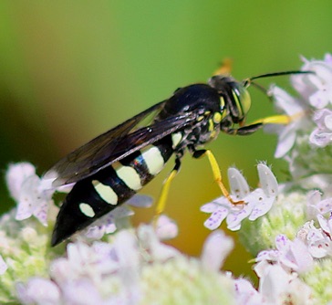 Sand Wasp (male)
Bicyrtes quadrifasciatus Sand Wasp (male)
Bicyrtes quadrifasciatus
