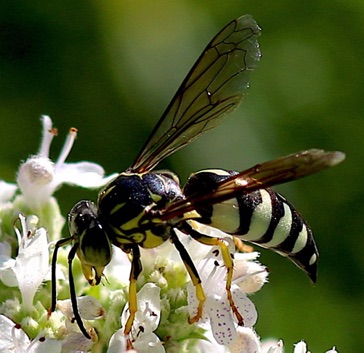 Sand Wasp
Bicyrtes quadrifasciatus Sand Wasp
Bicyrtes quadrifasciatus