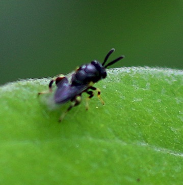 Chalcidid Wasp
Bralchymeria ovata Chalcidid Wasp
Bralchymeria ovata
