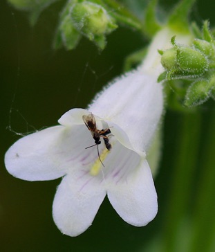 Small Wasp Small Wasp