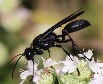 Great Black Wasp
Sphex pensylvanicus Great Black Wasp
Sphex pensylvanicus