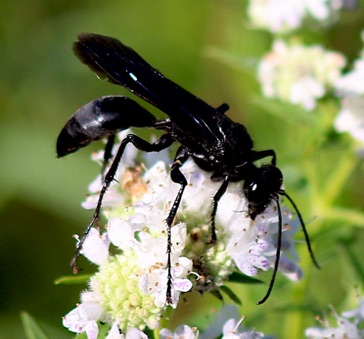 Great Black Wasp
Sphex pensylvanicus Great Black Wasp
Sphex pensylvanicus