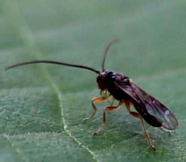 Unknown wasp Unknown wasp