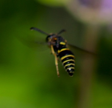 Apoid Wasp
Eucerceris flavocincta Apoid Wasp
Eucerceris flavocincta