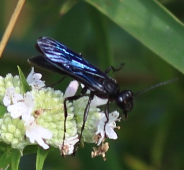 Blue Mud Wasp
Chalybion californium Blue Mud Wasp
Chalybion californium
