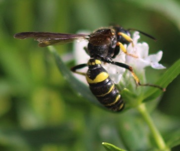 Wasp
Cerceris alone? Wasp
Cerceris alone?
