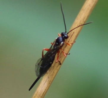 Parasitoid Wasp
Pimpla pedalis Parasitoid Wasp
Pimpla pedalis