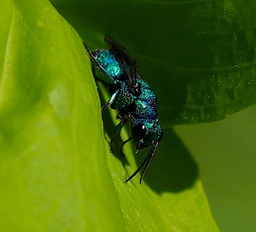 Cuckoo Wasp
Chrysis angolensis Cuckoo Wasp
Chrysis angolensis
