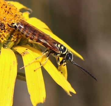 Sapygid Wasp
Eusapyga verticalis Sapygid Wasp
Eusapyga verticalis