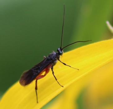 Braconid Wasp Braconid Wasp
