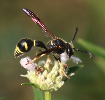 Potter Wasp
Eumenes crucifera